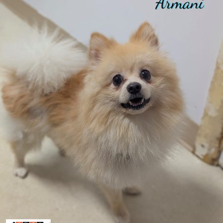 ARMANI POMÉRANIEN X PHOTO