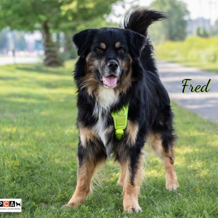 FRED ROTT X BERGER AUST PHOTO FIC 1
