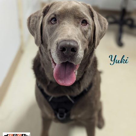 YUKI LAB X PHOTO